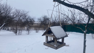 Воронежцам предложили вспомнить песни о зиме