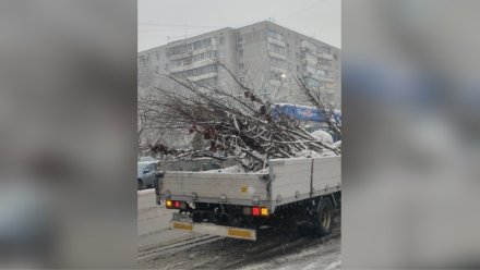 В Воронеже деревья начали сажать во время снегопада