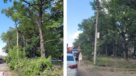 Воронежцы пожаловались на безжалостную обрезку деревьев