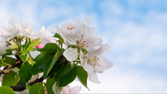 Какими будут майские праздники-2026 в Воронеже?