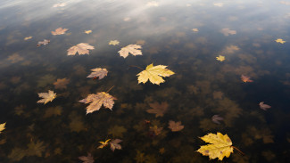 Воронежцам дали прогноз на последние выходные ноября-2025