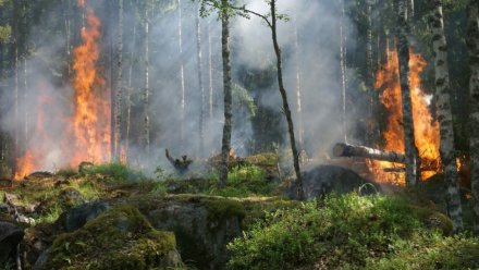 Воронежская область попала в красную зону опасности лесных пожаров