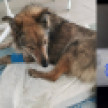 Догхантеры подстрелили пса и отравили трёх собак в воронежских Лисках