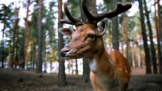 В Воронежском заповеднике насчитали рекордное число благородных оленей