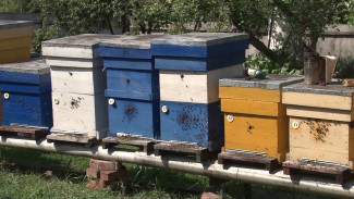 Россельхознадзор оштрафовал Научный центр Докучаева за гибель пасек в Воронежской области