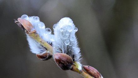 Воронежские метеорологи пообещали заморозки на последней неделе апреля