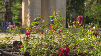 В воронежском Центральном парке посадили 200 кустов роз в честь Дня строителя