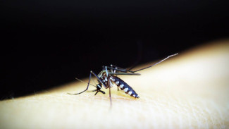 Воронежцы заметили комариные тучи в селе Нелжа