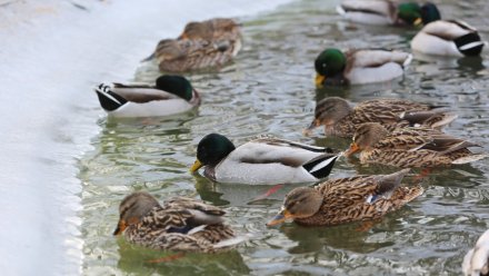В воронежском Центральном парке остались зимовать 300 уток