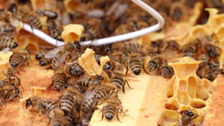 Правильные пчёлы и правильный мёд. Воронежских пчеловодов обязали маркировать ульи