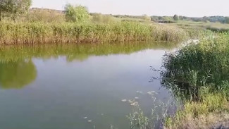 В Воронежской области позеленела одна из самых чистых рек в России