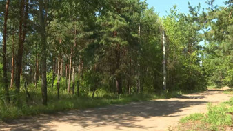 На месте соснового леса в воронежском Репном появятся участки для Героев России