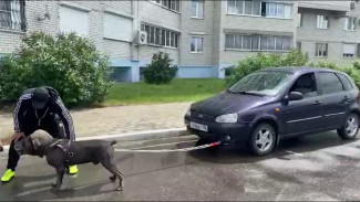 Многодетный пёс-рекордсмен из Воронежа протащил машину весом более тонны