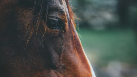 Воронежская трудинспекция назвала причину гибели работника племзавода от удара лошади