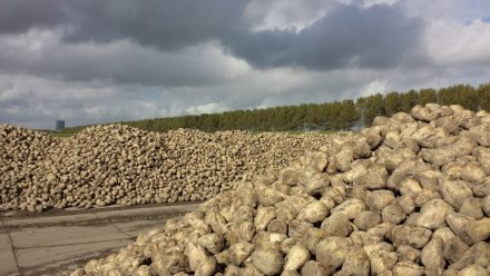 Воронежские предприятия ГК «Продимекс» убрали более миллиона тонн сахарной свеклы