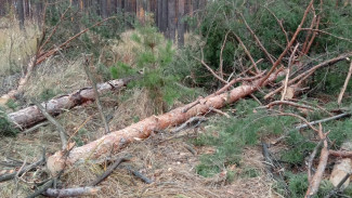 Вырубка 33 сосен в лесу Воронежа привела к уголовному делу