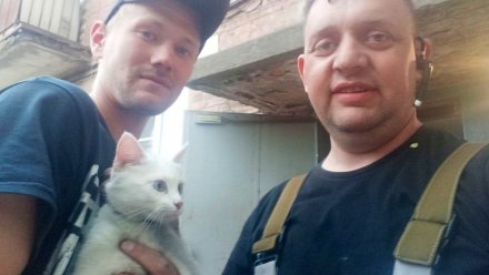 Под Воронежем спасатель снял с дерева загнанного туда собаками котёнка
