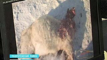 В Подгоренском районе неизвестное животное нападает на домашний скот