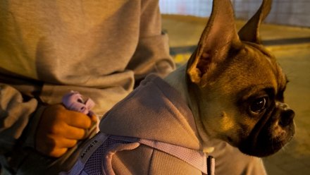 Забрали еле живую. Визит в воронежскую ветклинику едва не закончился для щенка смертью