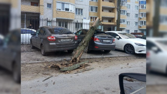 Штормовой ветер повалил деревья в Воронеже