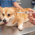 Смертельный вирус Ауески нашли в вакцине, после которой в Воронеже погибли собаки