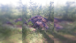 В микрорайоне Воронежа обнаружили гниющую свалку картофеля