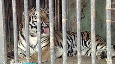 В Воронежском зоопарке наступила весна - тигрице прописали успокоительное