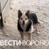 Пострадавшая при атаке БПЛА собака из воронежского приюта пошла на поправку