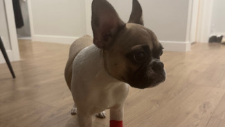 Чуть не погибшую в воронежской ветклинике Боню выписали домой