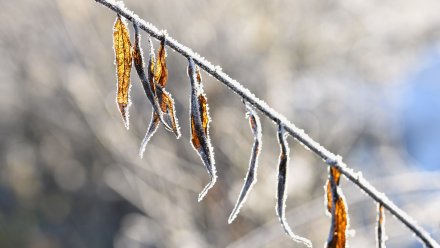 Лёгкие морозы нагрянут в Воронежскую область в выходные 
