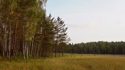 Пропавшего под Воронежем мужчину нашли повешенным