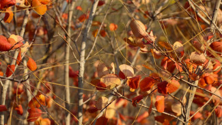 Прогноз погоды в Воронеже на 3.09.2025