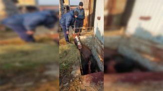 В Воронеже с помощью подъёмного крана спасли коня: появилось видео