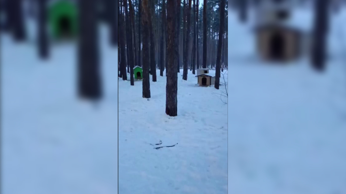 В мэрии Воронежа прокомментировали установленные в Боровом будки |  20.01.2024 | Воронеж - БезФормата