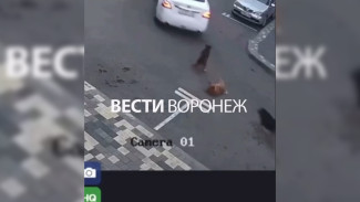 В Воронеже полицейские возбудили уголовное дело после смерти собаки под колёсами авто