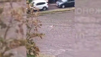 Воронежцы устроили заплыв в образовавшихся после дождя лужах