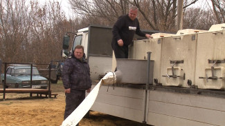 В реку в Воронежской области выпустили 88 тыс. мальков сазана