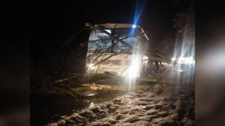 В Воронеже из-за сильного ветра и ледяного дождя упало 15 деревьев