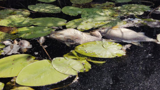 Причину массовой гибели рыбы в воронежской реке Токай выяснят до конца недели
