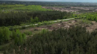 В Воронеже создадут охраняемую природную зону «Тавровский лес»