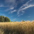 Синоптики рассказали, когда июльское пекло покинет Воронеж