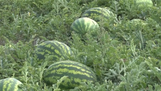 Воронежские бахчеводы пожаловались на плохой урожай арбузов из-за дождей