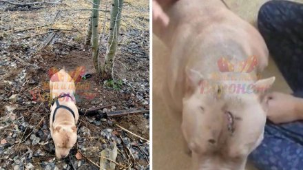 Воронежцы сообщили о попытке убийства породистого щенка в лесу  