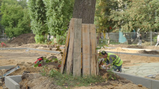 В Воронеже при благоустройстве бульвара Карла Маркса повредили часть деревьев