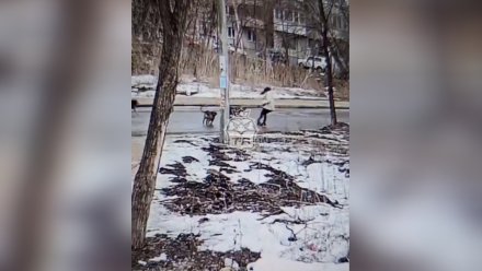 История с нападением собак на девушку у воронежского ЖК дошла до главы СК