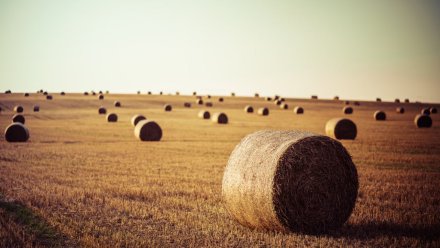 В поле в Воронежской области пройдёт музыкальный фестиваль