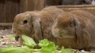 В воронежском питомнике начался ажиотаж из-за покупки кроликов под Новый год