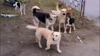 «Могут броситься на ребёнка». Под Воронежем людей держит в страхе агрессивная стая псов