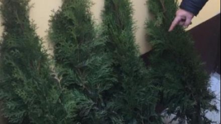 Под Воронежем поймали похитителя туй