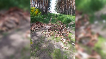 Жуткое кладбище из костей в микрорайоне Воронежа убрали спустя два дня